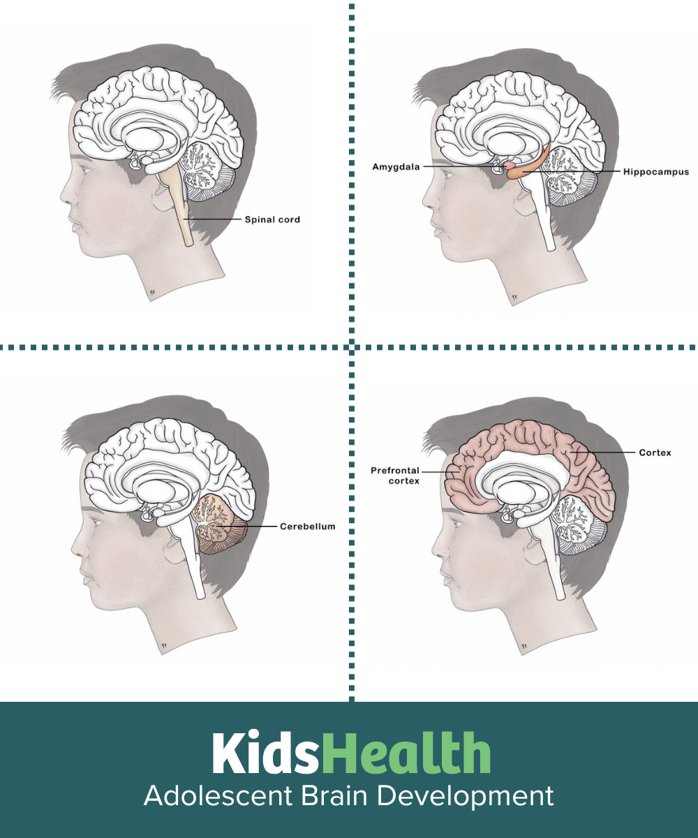 New from KidsHealth: Adolescent Brain Development | The Paediatric ...